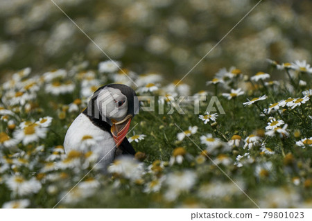 Puffin amongst summer flowers Puffin amongst summer flowers 79801023