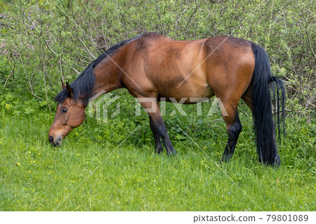 Thoroughbred horse grazes on a green field. 79801089