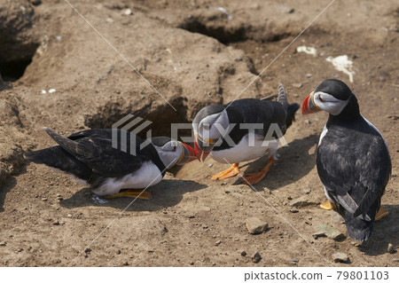 Puffins socialising 79801103