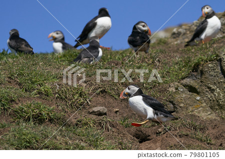 Puffins socialising Puffins socialising 79801105