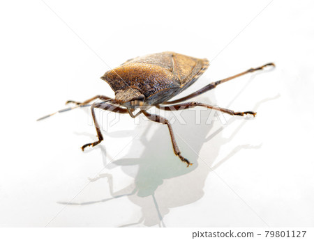 The haphigaster nebulosa, common name mottled shieldbug on white background 79801127