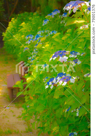 Hydrangea and bench 79801376