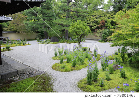 廬山寺在花園裡盛開 79801465