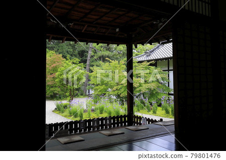 廬山寺在花園裡盛開 廬山寺在花園裡盛開 79801476