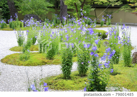 Lushan Temple flowers in full bloom in the garden 79801485