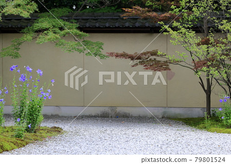 Lushan Temple flowers in full bloom in the garden Lushan Temple flowers in full bloom in the garden 79801524