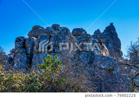 Spanish Ibex, Capra pyrenaica in Torcal de Antequera National Park, Spain 79802228