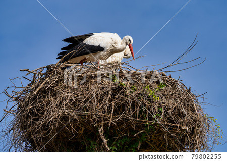 White Stork, Ciconia ciconia in Jerez de la Frontera, Andalusia, Spain 79802255