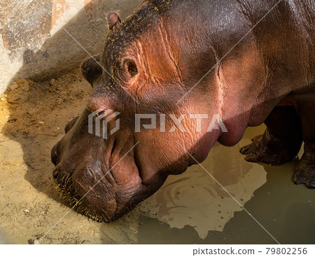 Hippo, Hippopotamus amphibius in Jerez de la Frontera, Andalusia, Spain 79802256