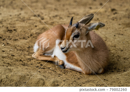 Dorcas gazelle, Gazella, dorcas in Jerez de la Frontera, Andalusia, Spain 79802260