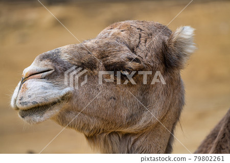 Dromedary, Camelus dromedarius in Jerez de la Frontera, Andalusia, Spain 79802261