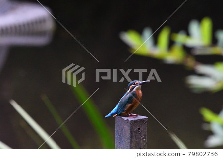Kingfisher young bird (male) 79802736
