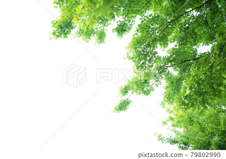 Green acer buergerian tree 79802990