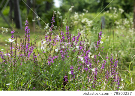 Flower, lilac color, violet 79803227