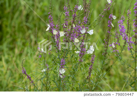 butterfly butterfly 79803447