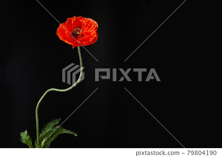 A single poppy on black background. Flower for war dead and veterans VJ day, November 11 and other remembrance days. 79804190