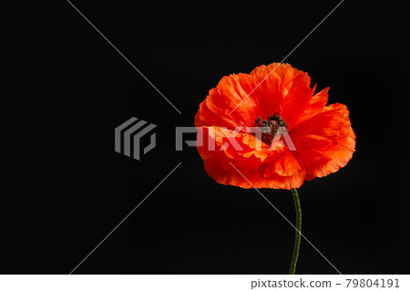 A single poppy on black background. Flower for war dead and veterans VJ day, November 11 and other remembrance days. 79804191