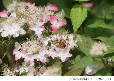 山繡球大黃蜂吮吸花蜜 79804944