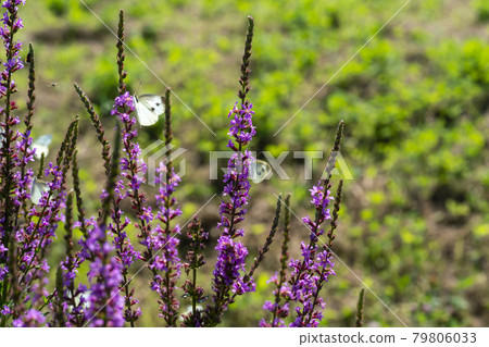 butterfly butterfly 79806033