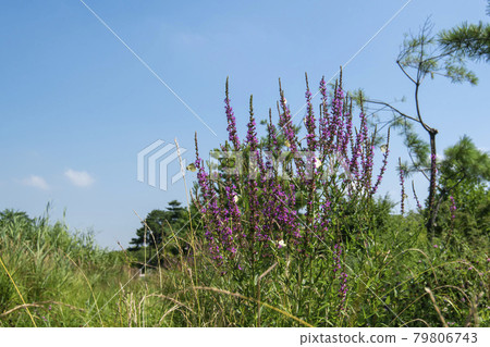 butterfly butterfly 79806743