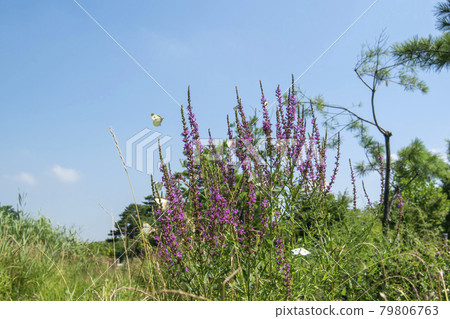 butterfly butterfly 79806763