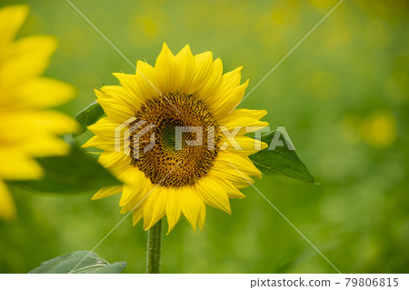 sunflower 79806815