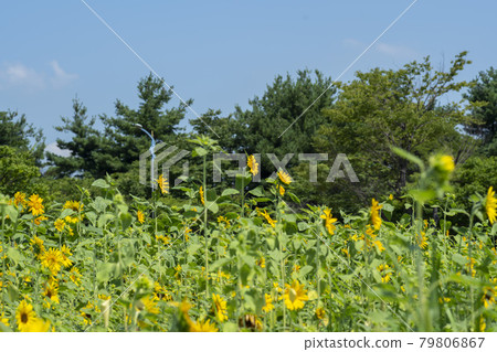 向日葵 79806867