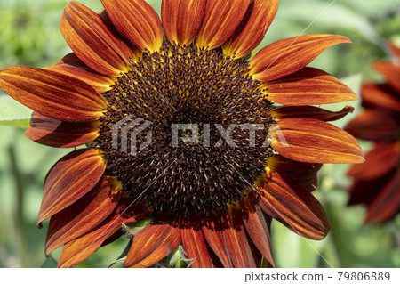 sunflower 79806889