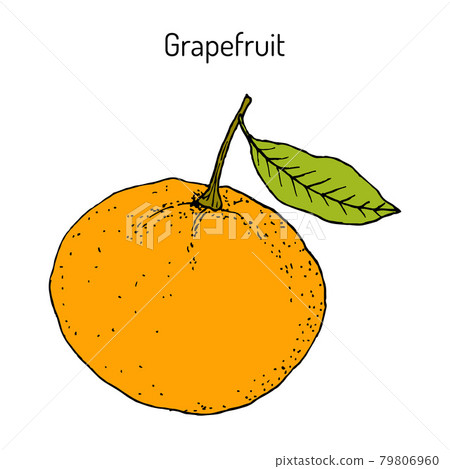 Ripe grapefruit with leaf. Vector 79806960