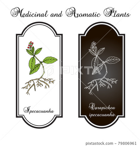 Ipecacuanha Carapichea ipecacuanha , medicinal plant. Vector illustration Ipecacuanha Carapichea ipecacuanha , medicinal plant. Vector illustration 79806961