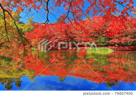 [Nagano Prefecture] Autumn leaves of Kumoba Pond under clear skies (Karuizawa) 79807400
