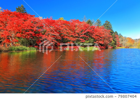 [長野縣]晴空下的雲葉池紅葉（輕井澤） 79807404