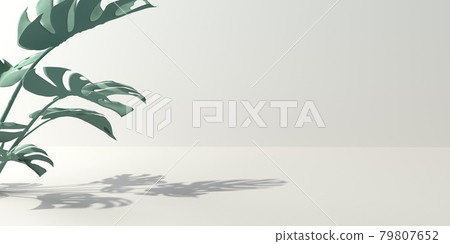 Tropical monstera leaves with shadow Tropical monstera leaves with shadow 79807652