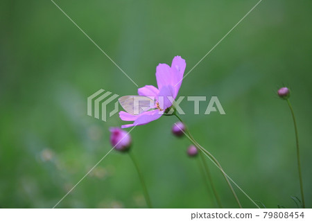 波斯菊 蝴蝶 野花 波斯菊 蝴蝶 野花 79808454