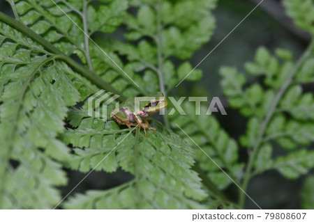 Tree frog, frog 79808607