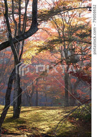 Karuizawa in autumn colors Karuizawa in autumn colors 79808682