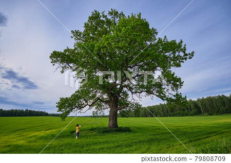 Old huge oak tree in summer field. Woman takes a photo of an oak tree with her phone. 79808709