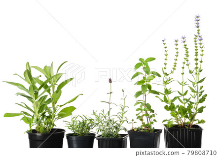 Fresh medicinal herbs, healthy plants for healing and cooking. Sage, rosemary, lavender, mint and salvia in pots on white background. 79808710
