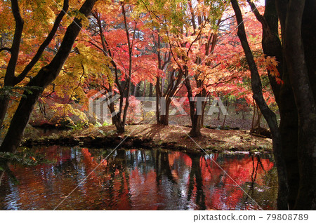 Karuizawa in autumn colors Karuizawa in autumn colors 79808789