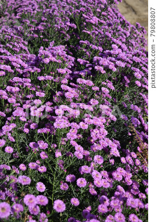 食用菊花當地烹飪食材 79808807