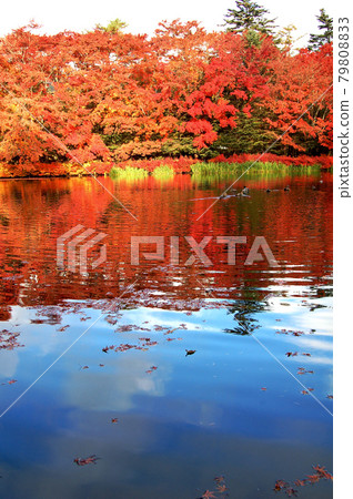 Karuizawa in autumn colors Karuizawa in autumn colors 79808833