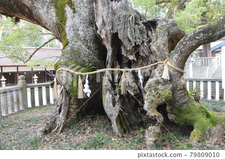 Oyamazumi Koto, a hand-planted camphor tree (Oyamazumi Shrine / Miyaura, Omishima-cho, Imabari City, Ehime Prefecture) Oyamazumi Koto, a hand-planted camphor tree (Oyamazumi Shrine / Miyaura, Omishima-cho, Imabari City, Ehime Prefecture) 79809010