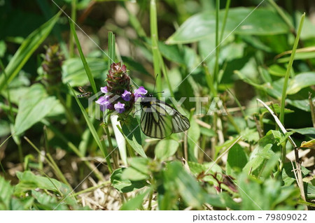 Aporia hippia sucking the nectar of Heal-all Aporia hippia sucking the nectar of Heal-all 79809022