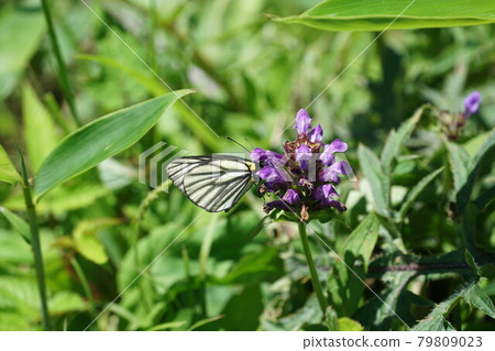Aporia hippia sucking the nectar of Heal-all 79809023