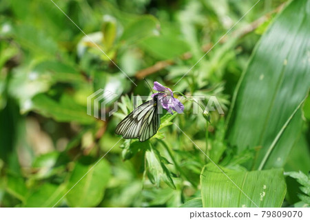 Miyama white sweet potato sucking nectar from Hakusanfuro Miyama white sweet potato sucking nectar from Hakusanfuro 79809070