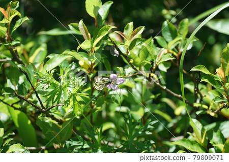 來自Hakusanfuro的Miyama白色甘藷吮吸花蜜 79809071