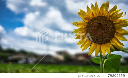 蜜蜂和向日葵 79809359