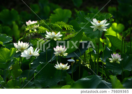 一朵蓮花 79809365