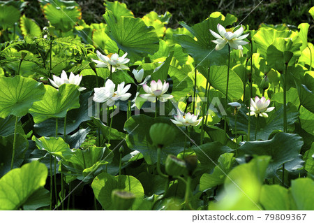 一朵蓮花 79809367