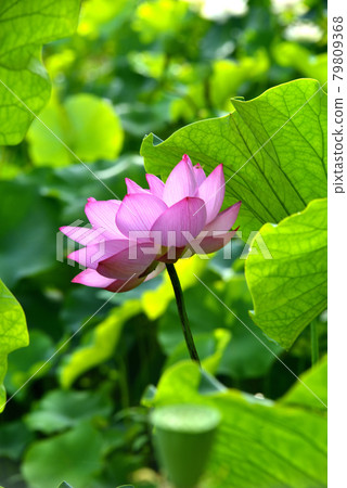 蓮花 蓮花 79809368